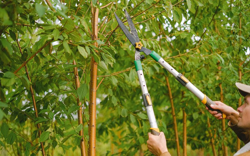 Tree trimming in Land O Lakes, WI