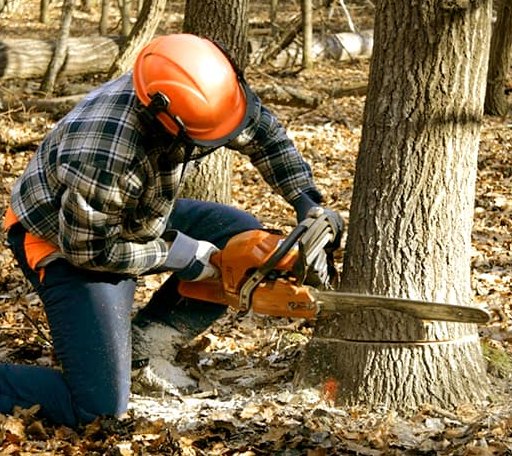 Tree Removal in Land O Lakes, WI